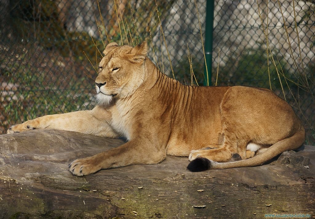 Zoo - Hellbrunn - Lion