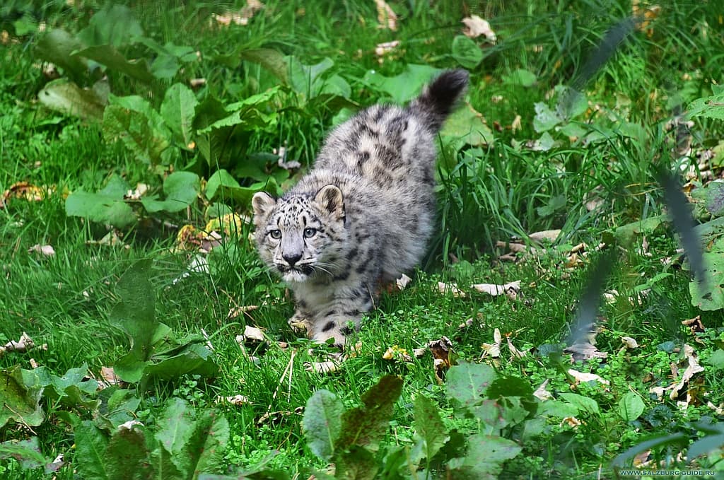 snow leopard - salzburg zoo - austria guide