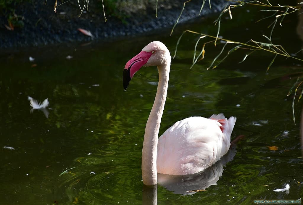 Flamingo - salzburg zoo - austria guide