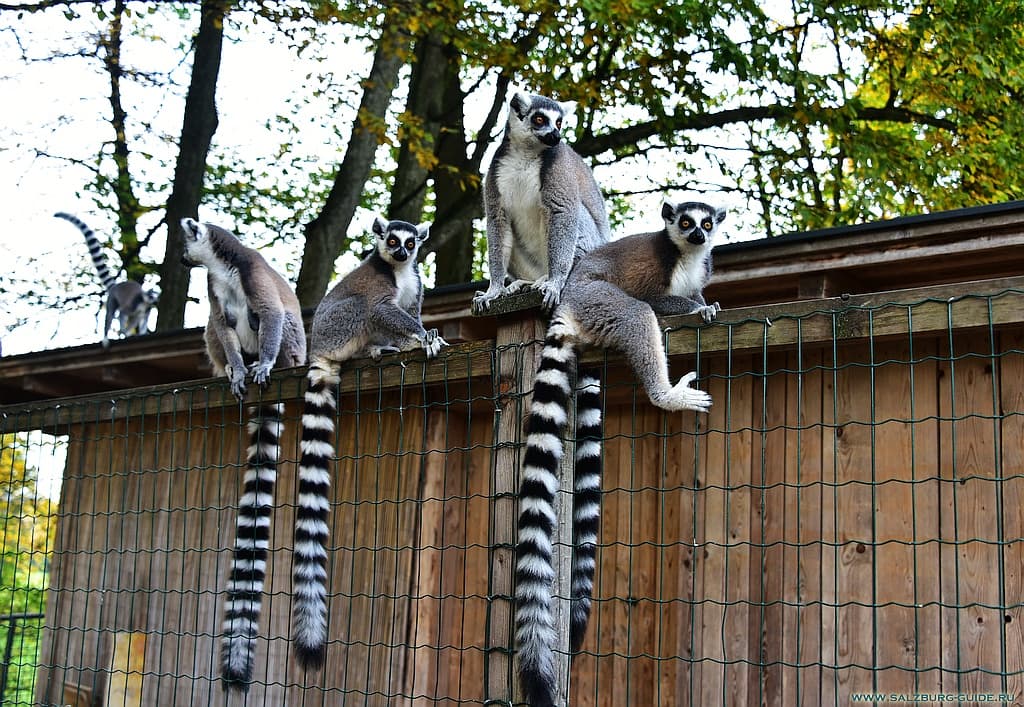 Lemurs - salzburg zoo - austria guide