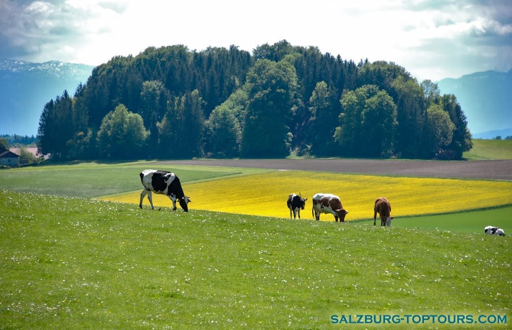 This is an Austrian landscape. It has idyllic alpine meadows. There are cows in the meadows.