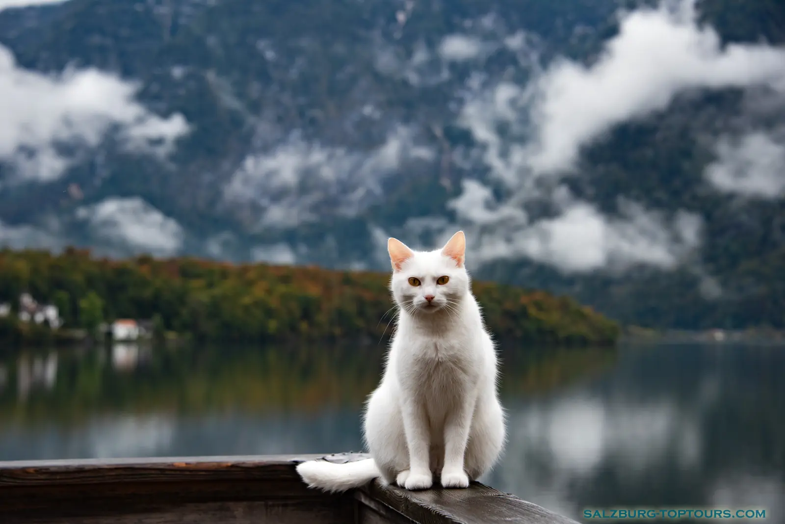 Salzburg toptours salzkammergut lake district private tour hallstatt cat | Salzburg Top Tours by Eugene