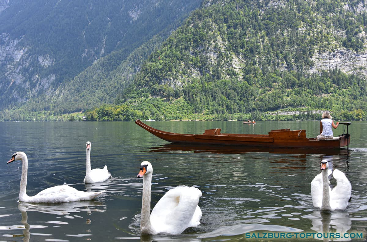 Salzburg toptours tour salzkammergut swans hallstatt | Salzburg Top Tours by Eugene