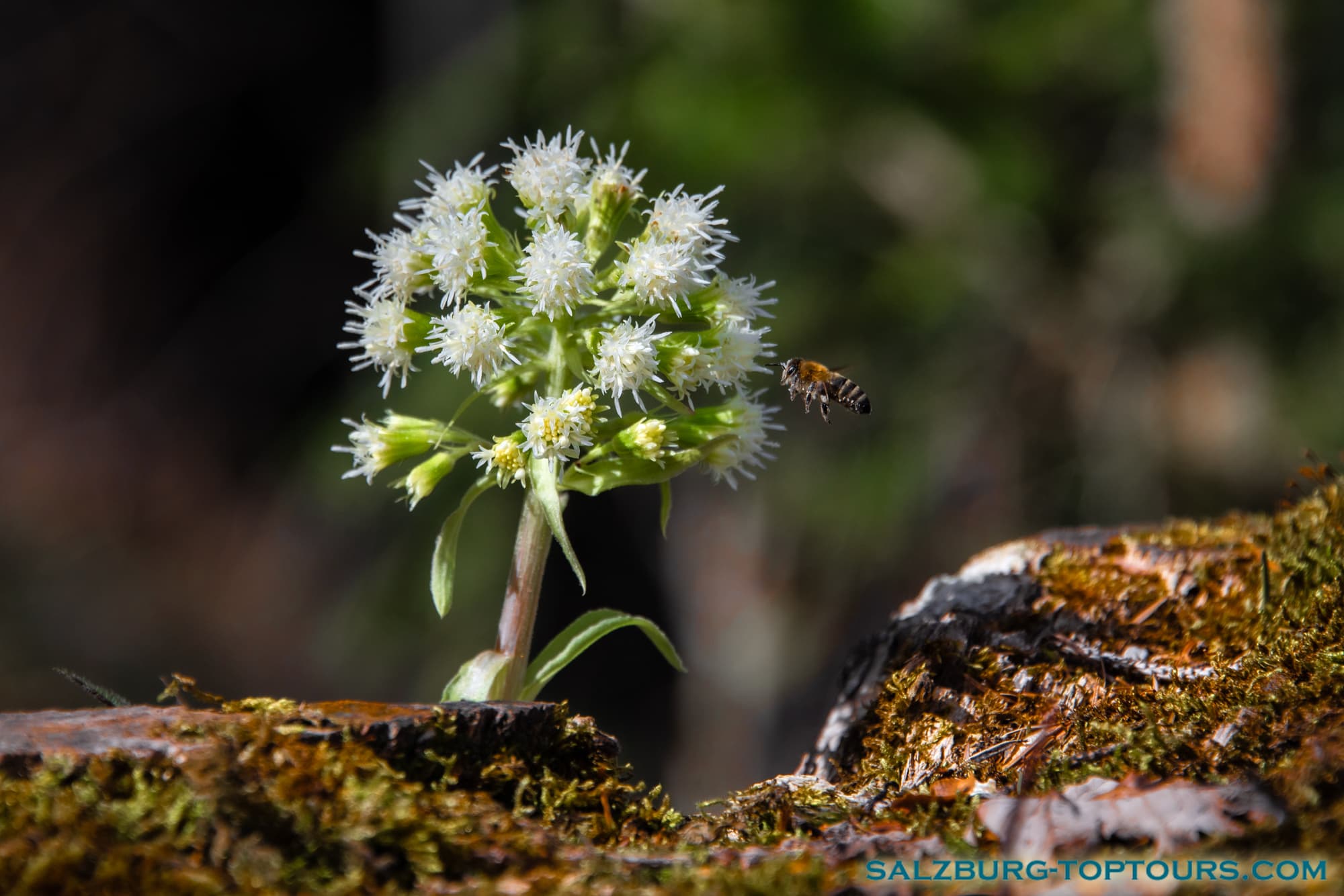 Salzburg guide alpine flowers white butterbur | Salzburg Top Tours by Eugene