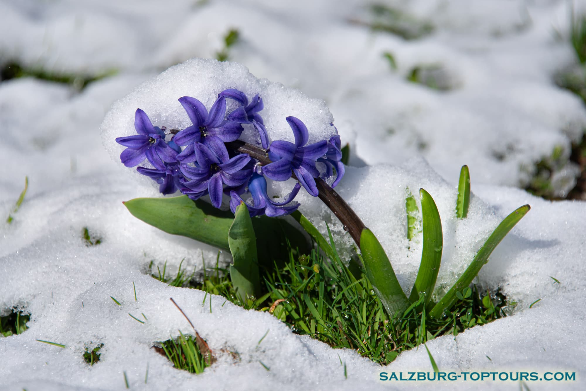 Salzburg guide flowers and snow hyacinth | Salzburg Top Tours by Eugene