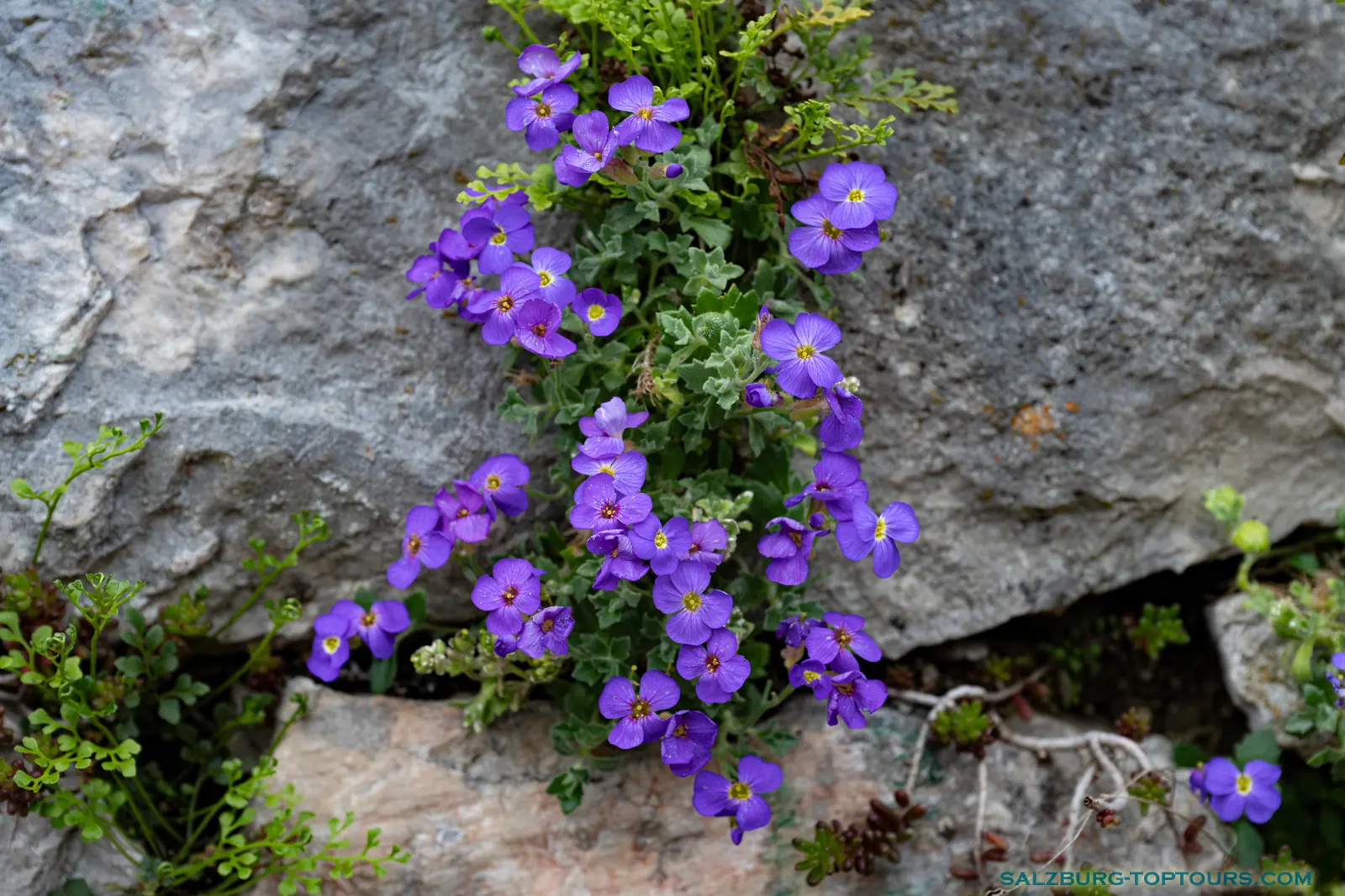 Salzburg toptours blog alpine flowers aubrieta | Salzburg Top Tours by Eugene
