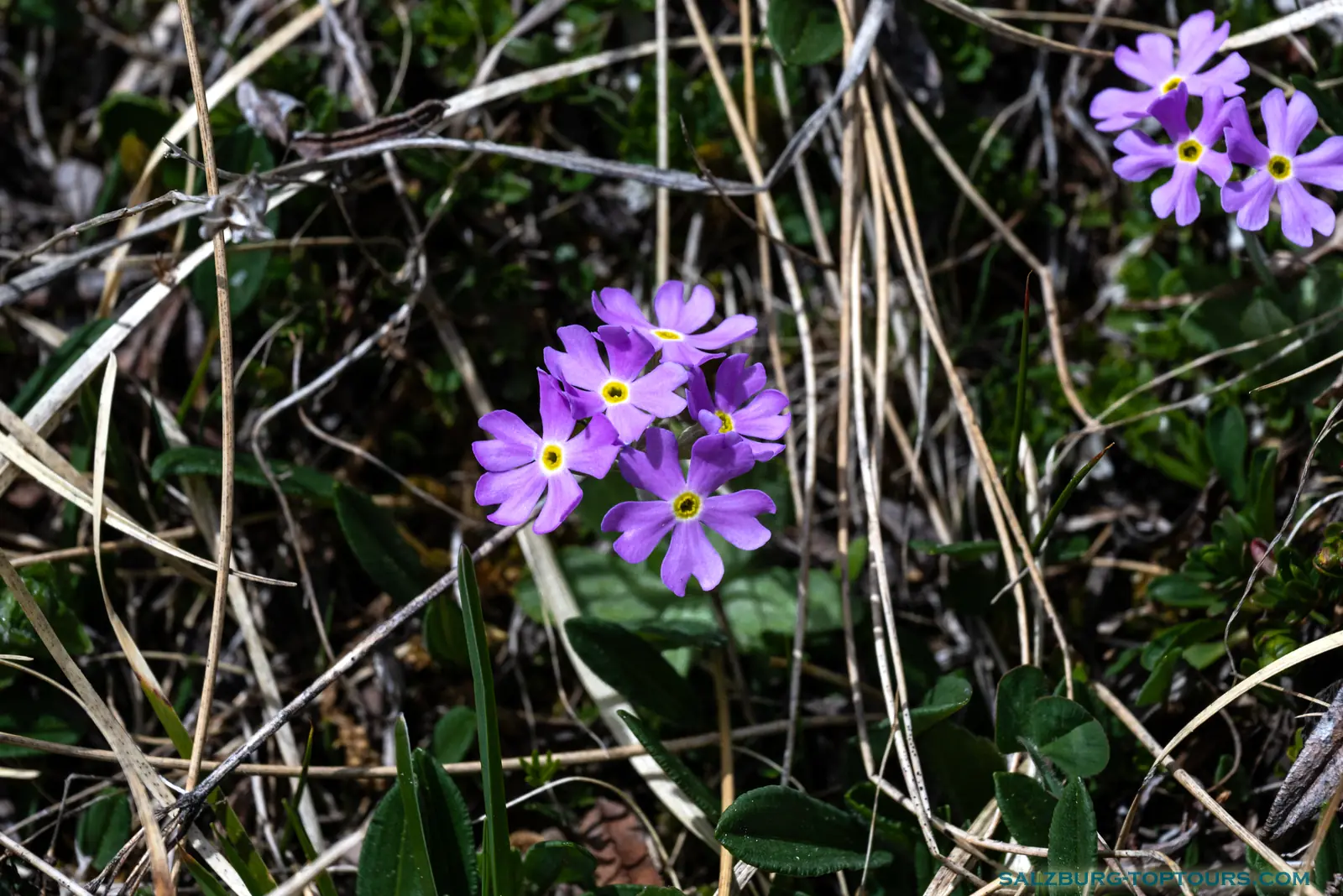 Salzburg toptours blog alpine flowers birds eye primrose | Salzburg Top Tours by Eugene