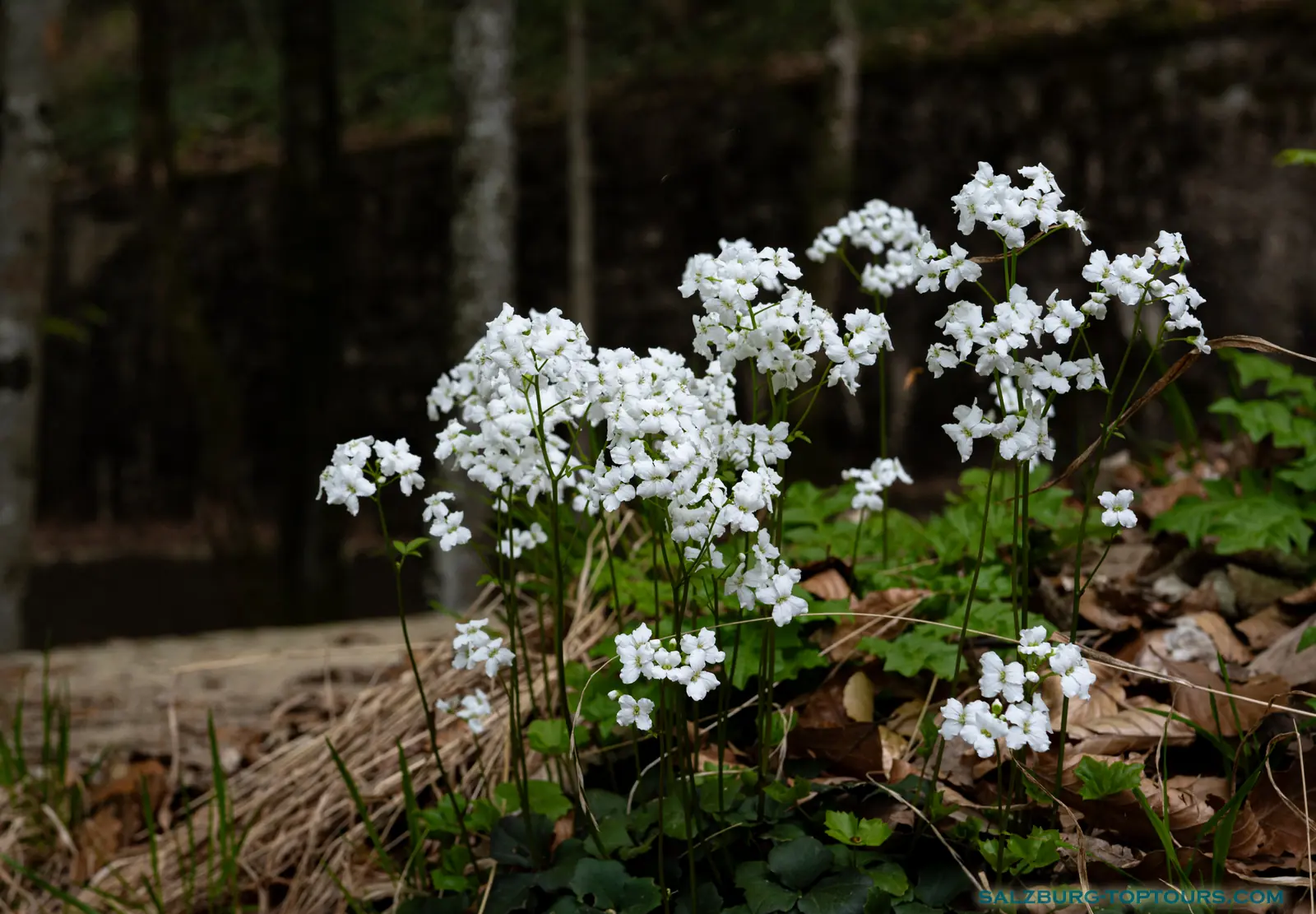 Salzburg toptours blog alpine flowers cuckoo flower | Salzburg Top Tours by Eugene