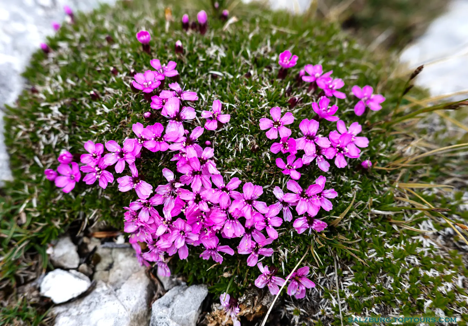 Salzburg toptours blog alpine flowers cushion moos pink | Salzburg Top Tours by Eugene