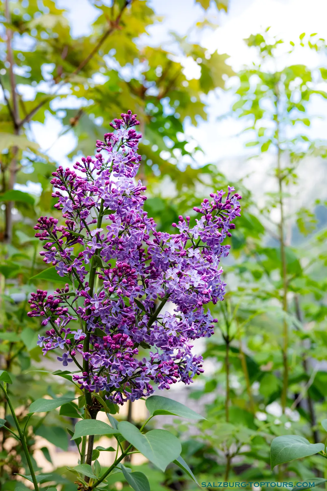 Salzburg toptours blog alpine flowers lilac bush | Salzburg Top Tours by Eugene