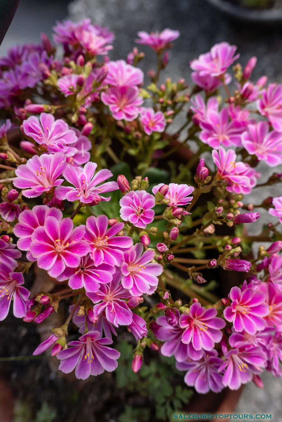 Salzburg toptours blog alpine flowers rododendron | Salzburg Top Tours by Eugene