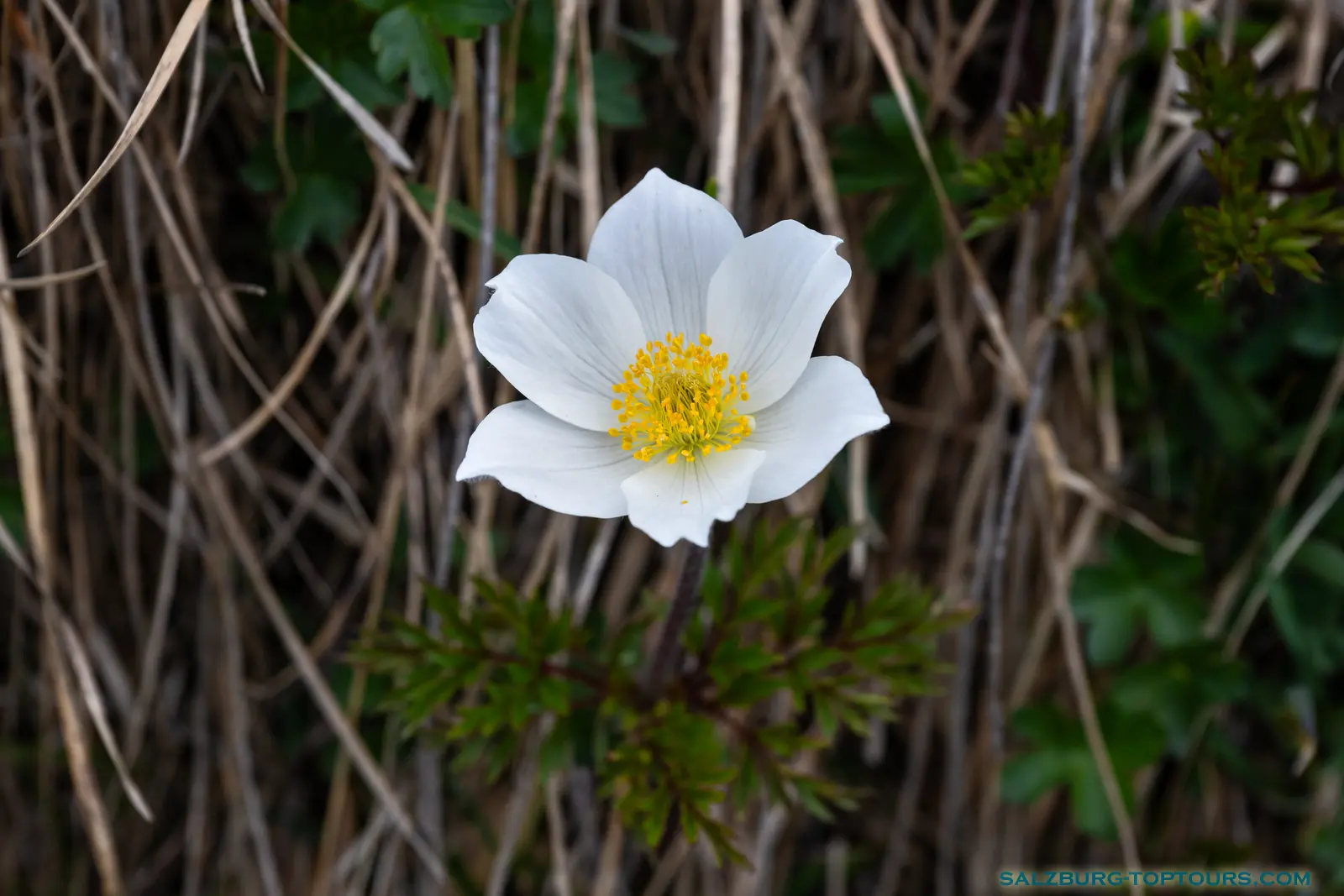 Salzburg toptours blog alpine flowers snowdrop anemone | Salzburg Top Tours by Eugene