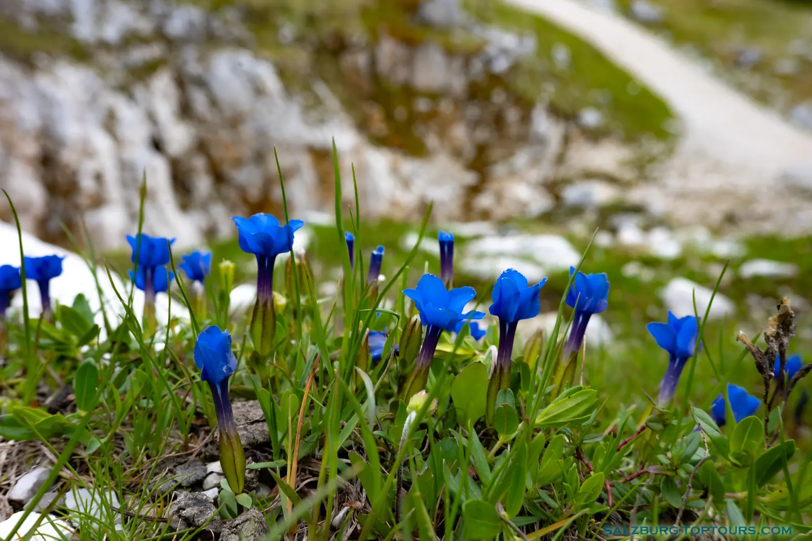 Salzburg toptours blog alpine flowers spring gentian | Salzburg Top Tours by Eugene