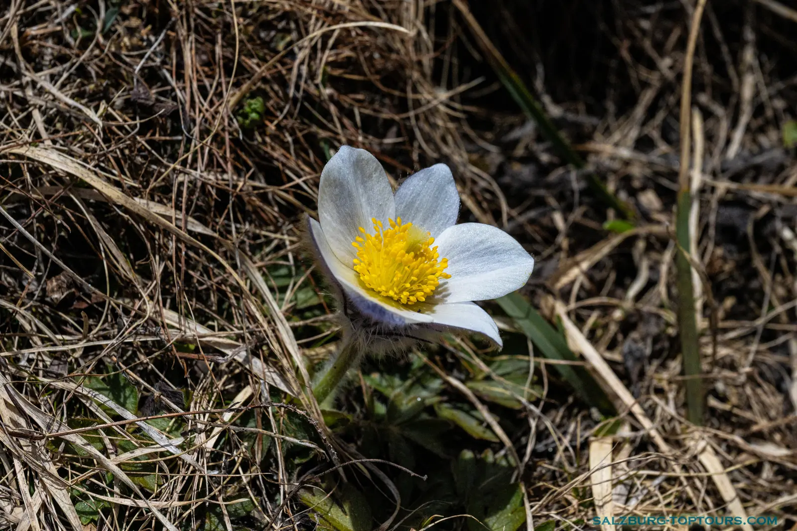 Salzburg toptours blog alpine flowers wild crocus | Salzburg Top Tours by Eugene