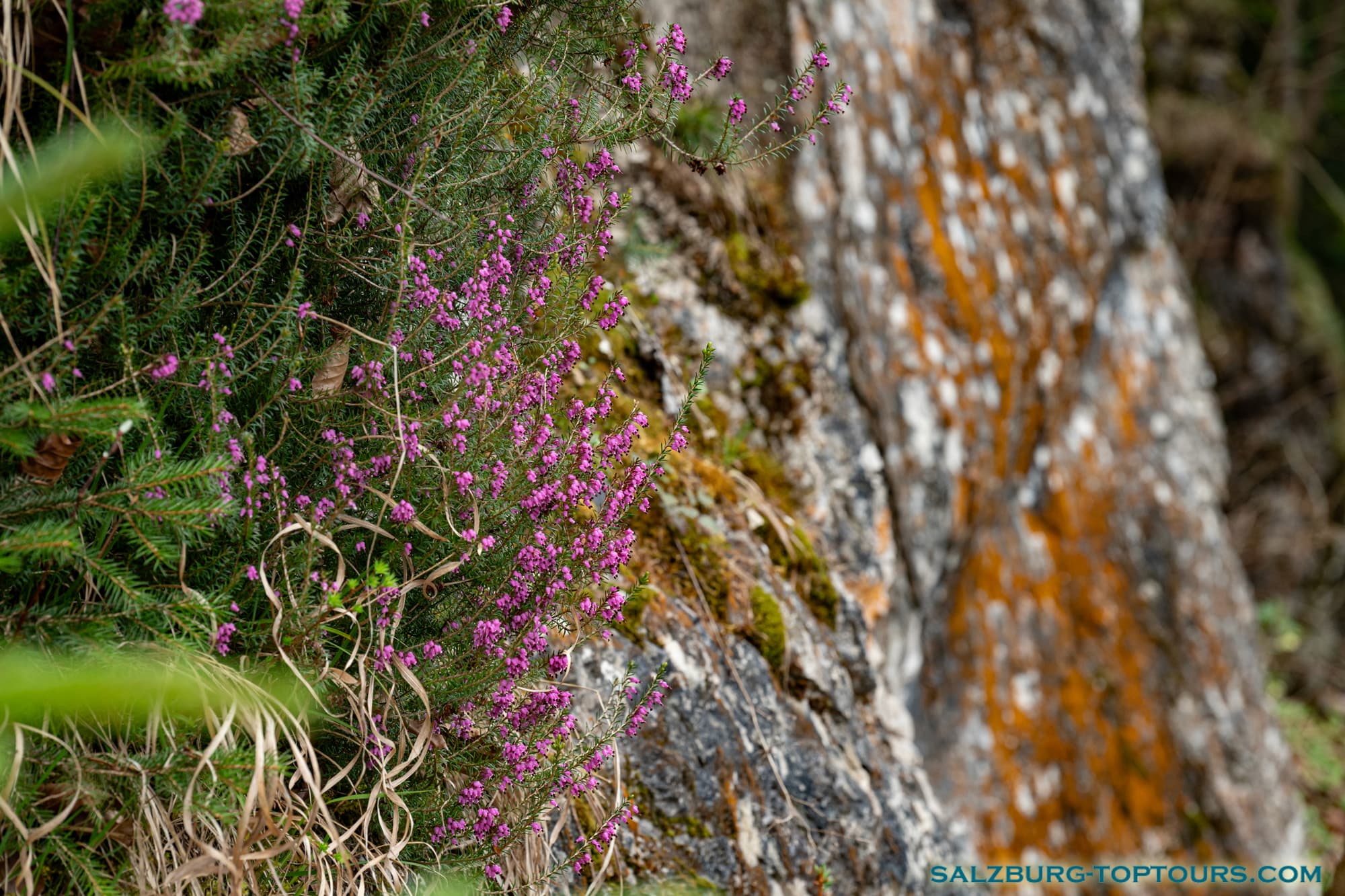 Salzburg toptours flowers bell heather | Salzburg Top Tours by Eugene