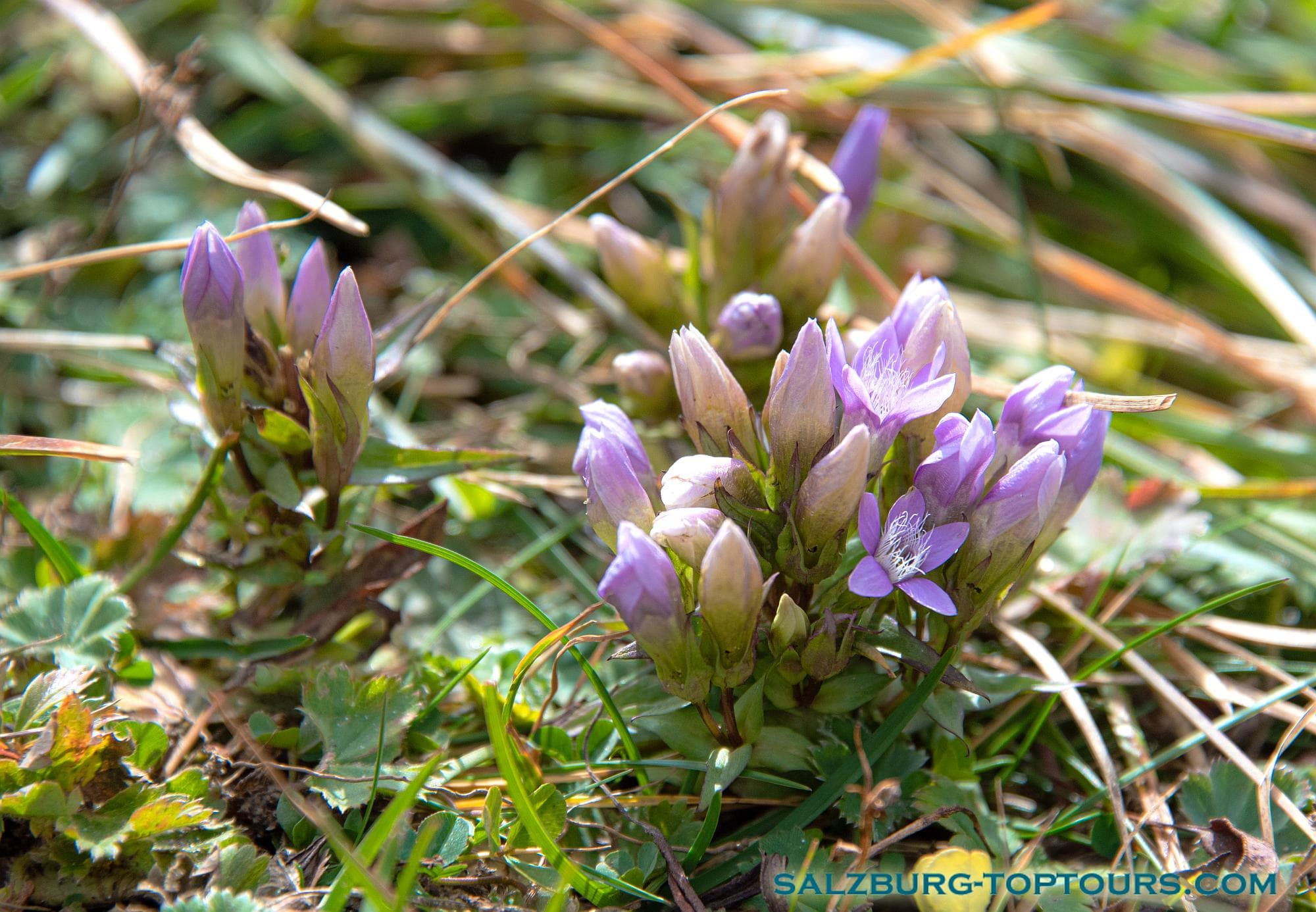 Salzburg toptours flowers field gentian | Salzburg Top Tours by Eugene