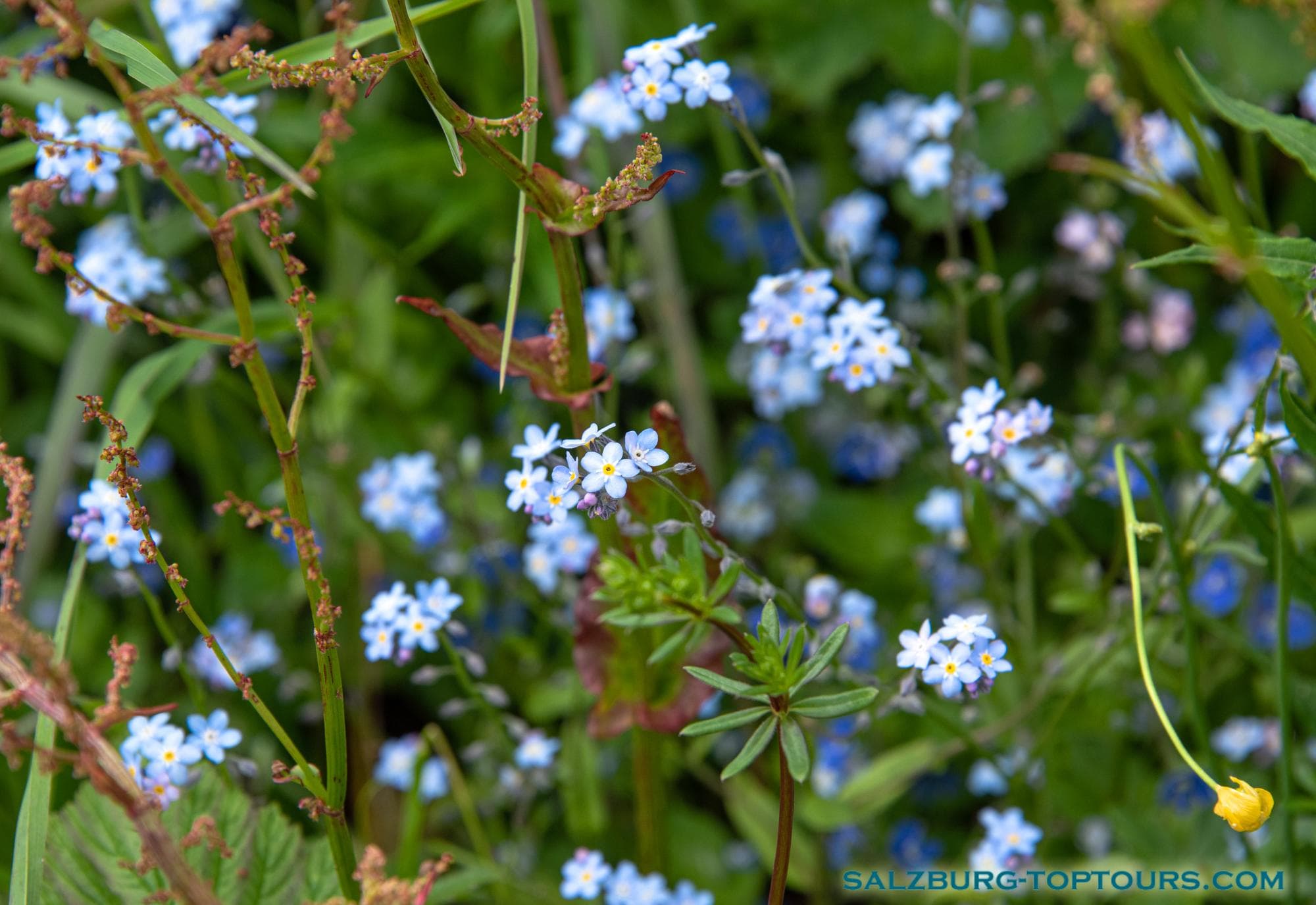 Salzburg toptours flowers forget me nots | Salzburg Top Tours by Eugene
