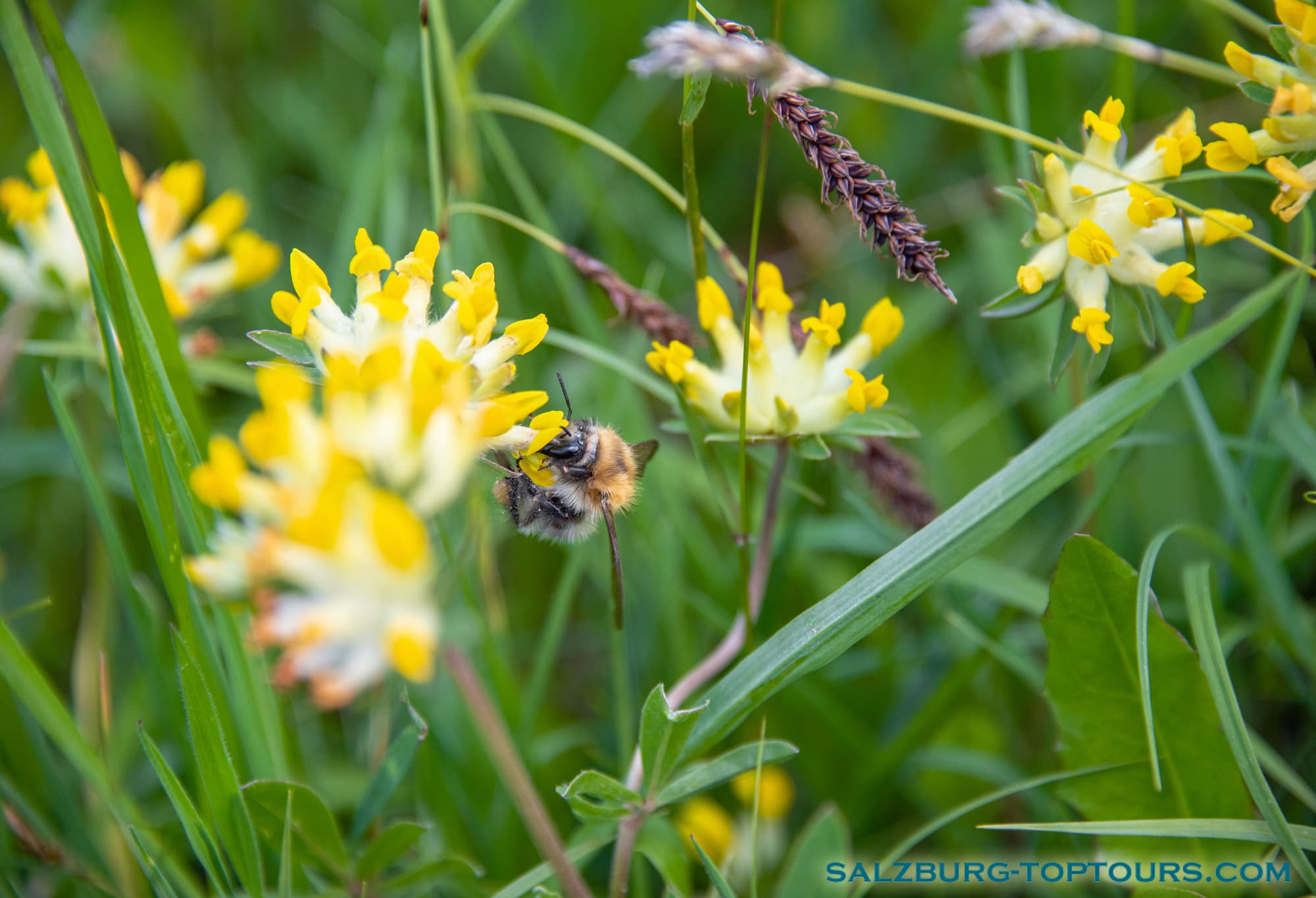 Salzburg toptours flowers kidney vetch | Salzburg Top Tours by Eugene