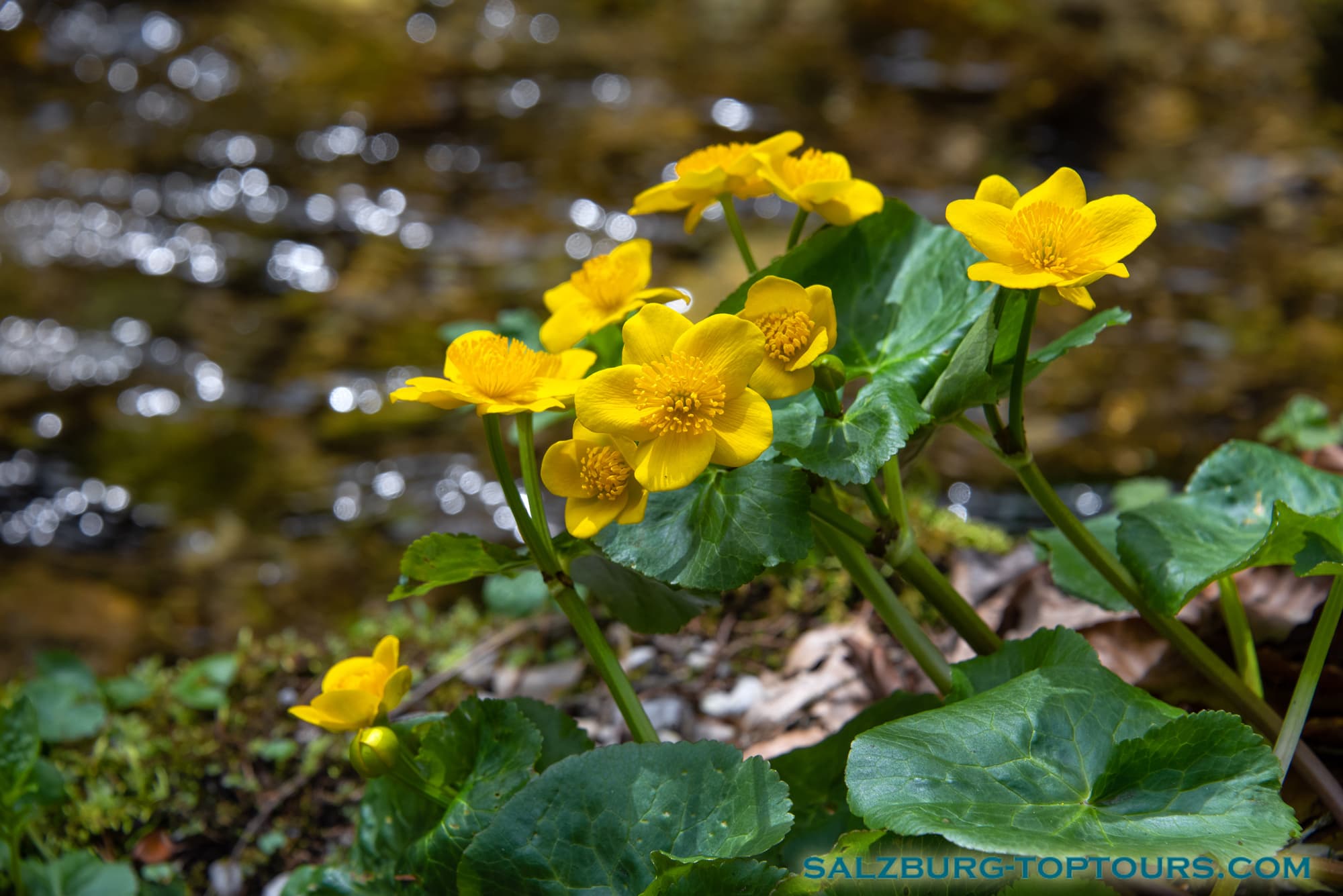 Salzburg toptours flowers marsh marigold | Salzburg Top Tours by Eugene