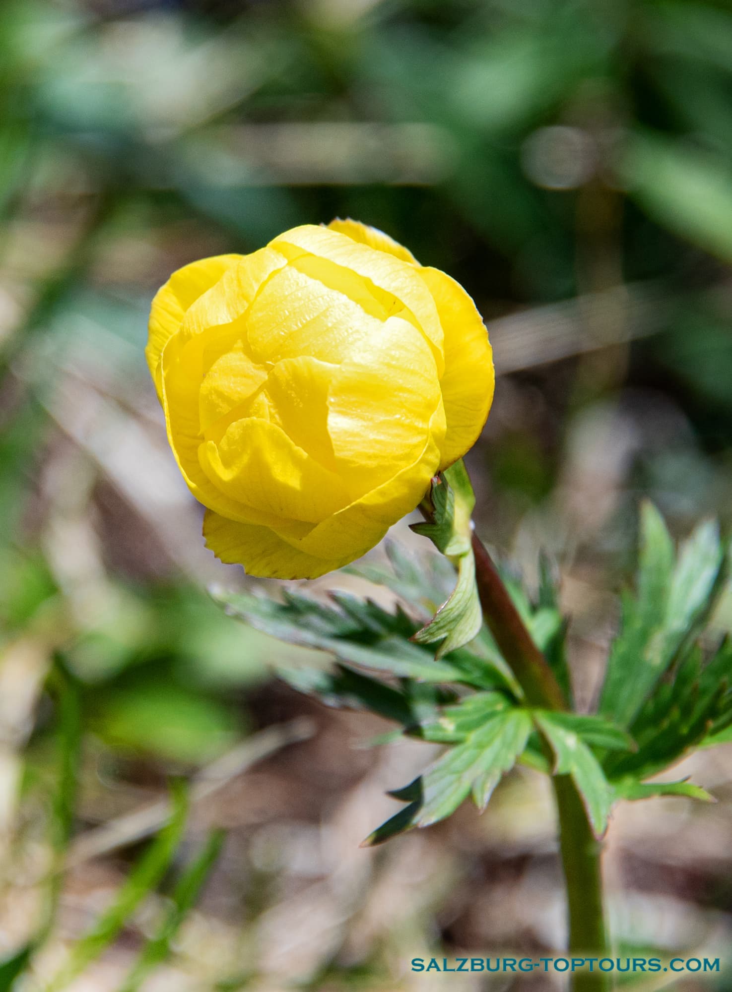 Salzburg toptours flowers yellow globeflower | Salzburg Top Tours by Eugene