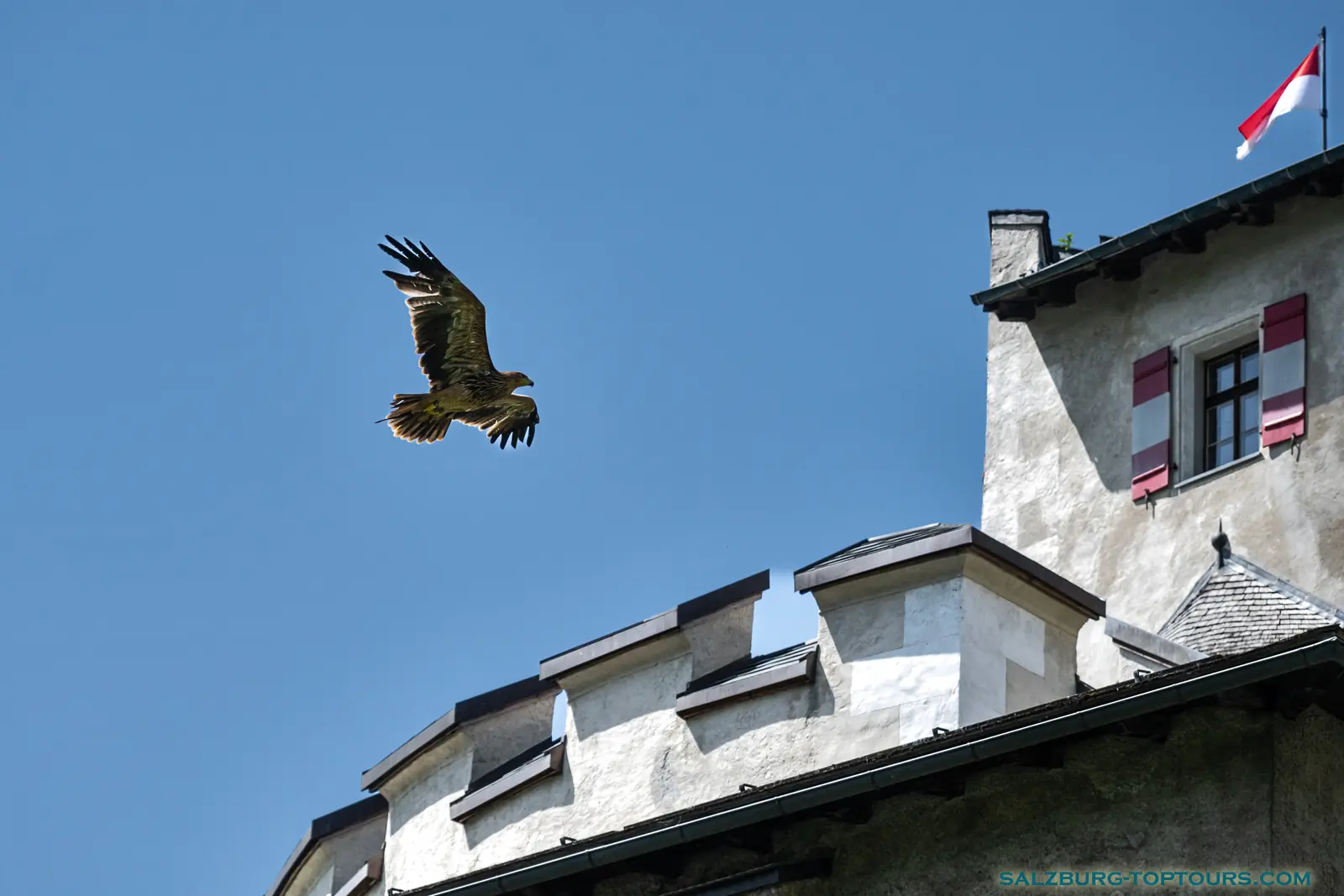 Salzburg toptours hohenwerfen castle austria golden eagle in flight | Salzburg Top Tours by Eugene