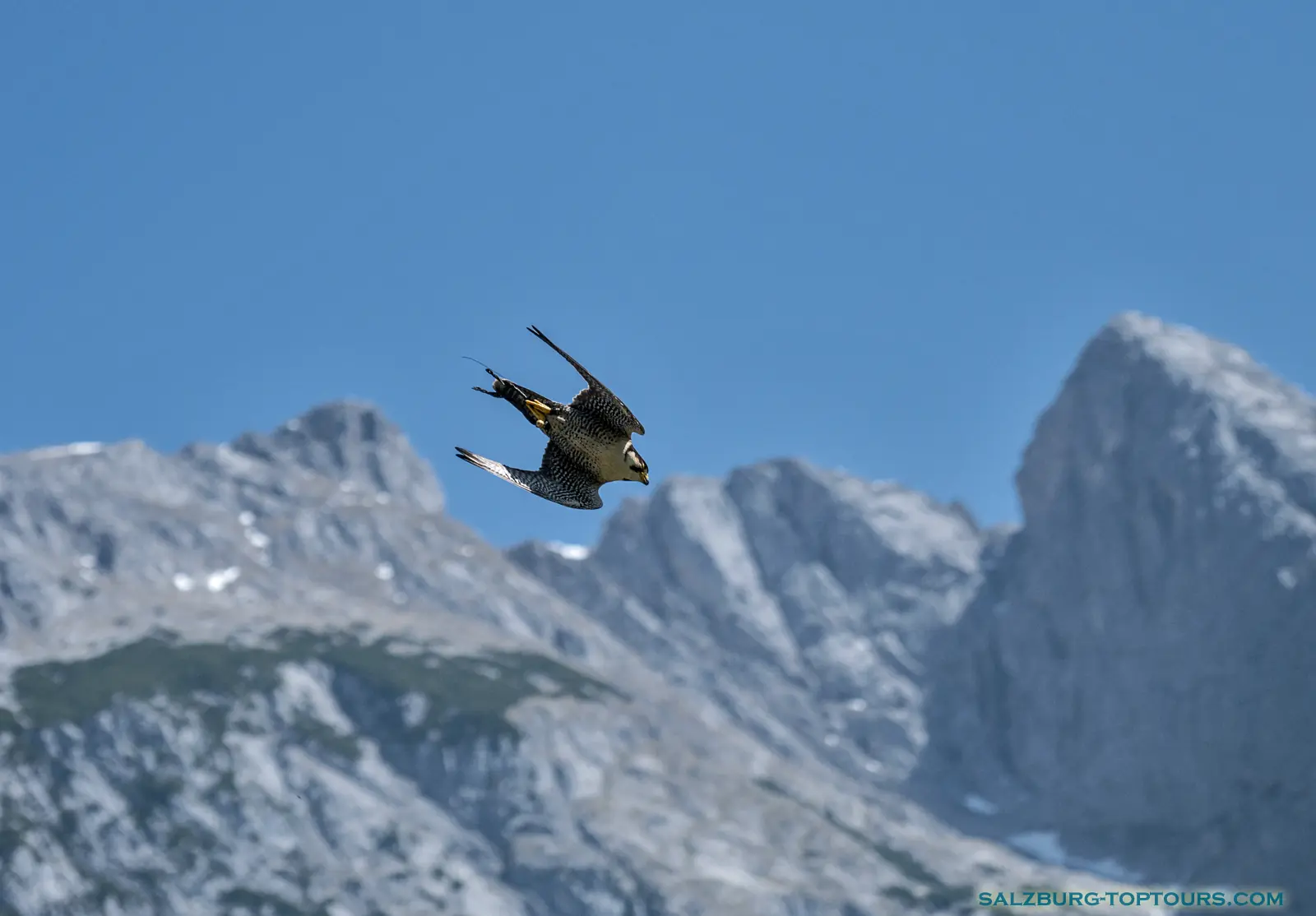 Salzburg toptours hohenwerfen castle falcon diving for the pray | Salzburg Top Tours by Eugene