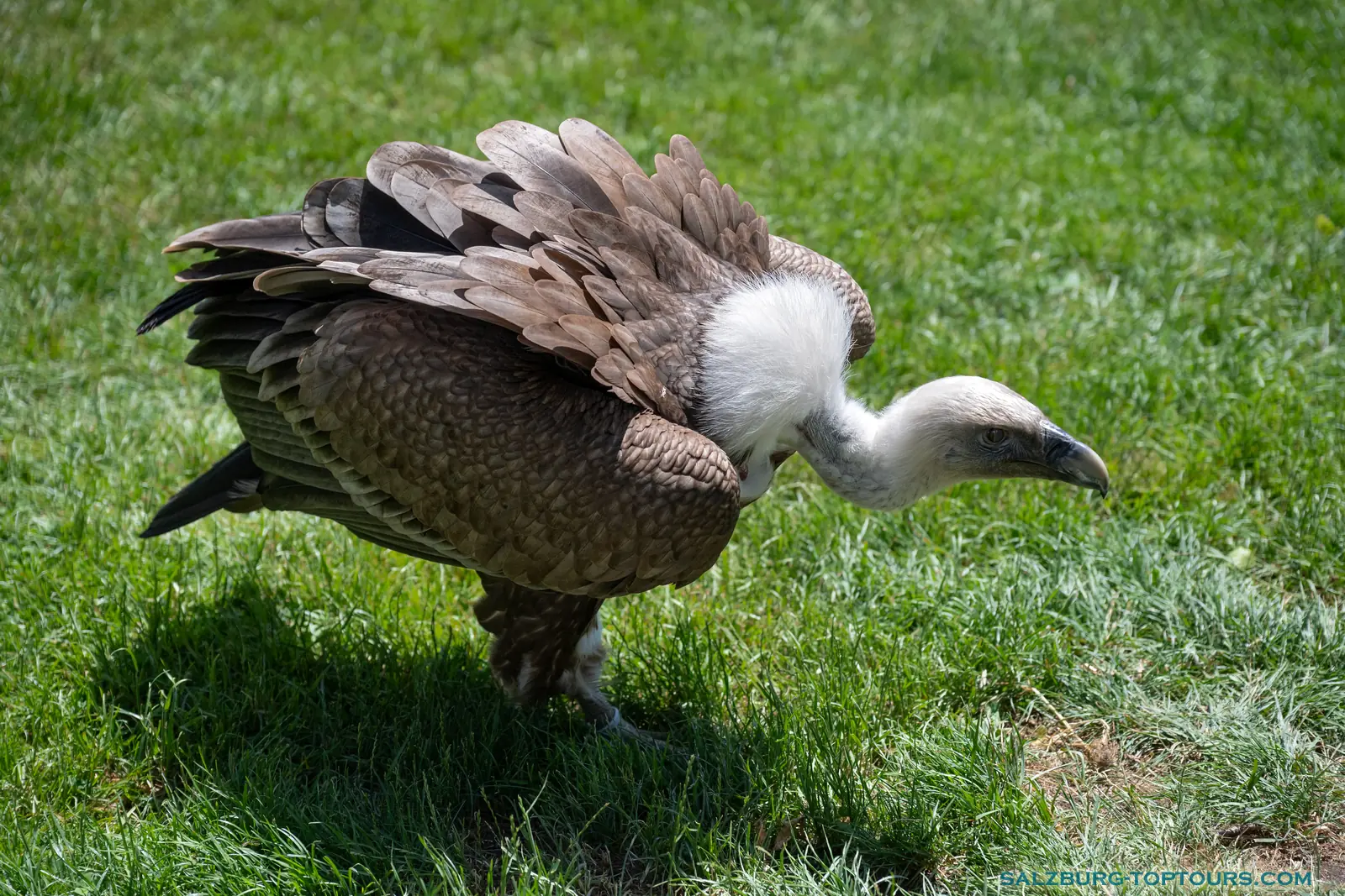 Salzburg toptours hohenwerfen castle falcon show griffon running for food | Salzburg Top Tours by Eugene