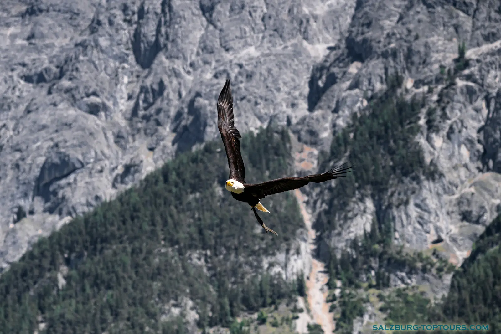 Salzburg toptours hohenwerfen castle falcon show white eagle | Salzburg Top Tours by Eugene