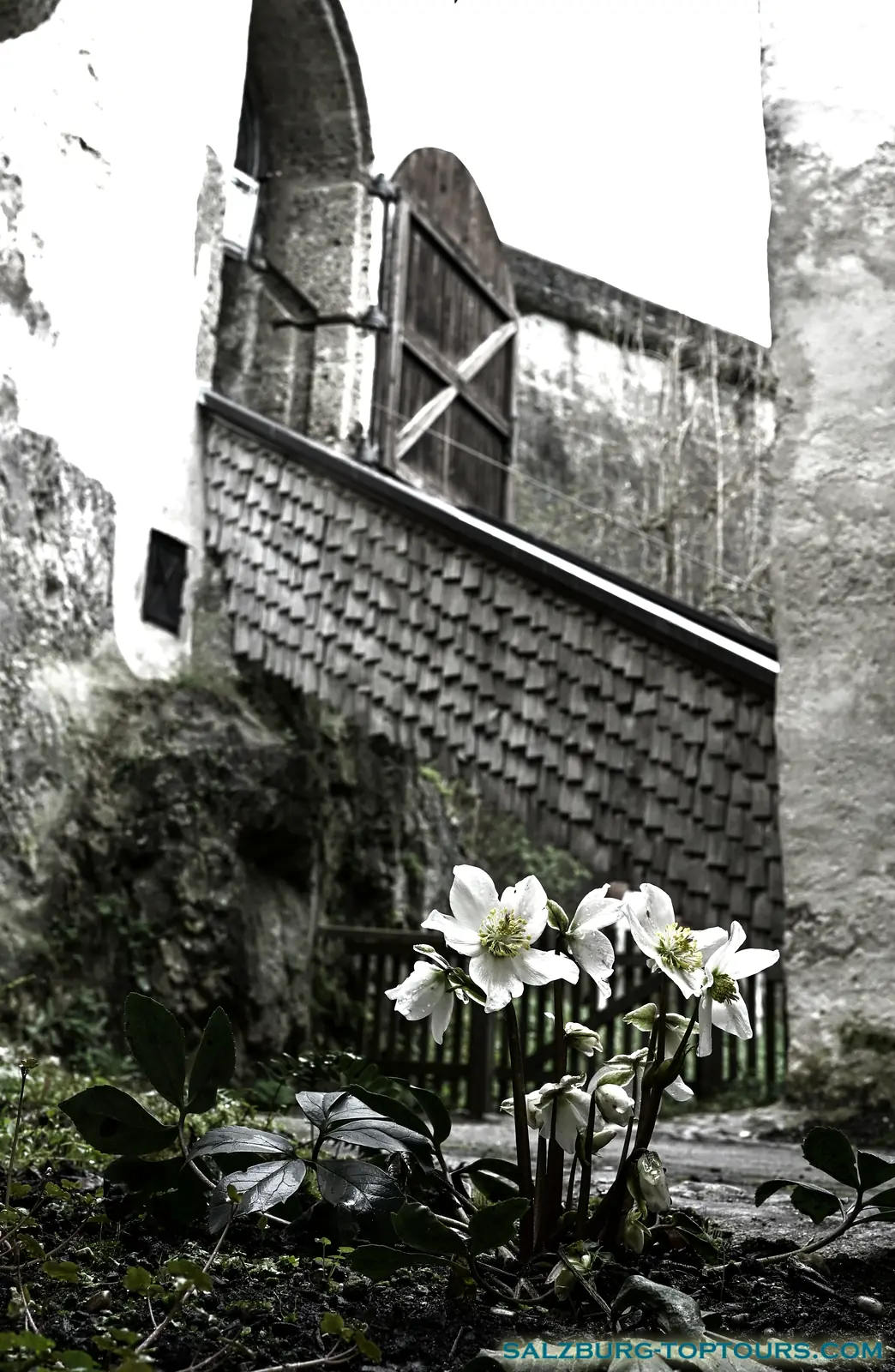 Salzburg toptours street photography winter rose | Salzburg Top Tours by Eugene